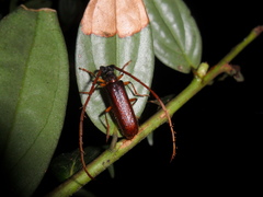 Amphelictus milleri