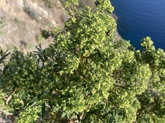 Galium catalinense acrispum