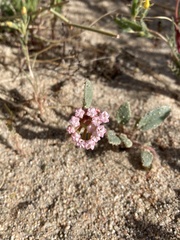 Abronia pogonantha