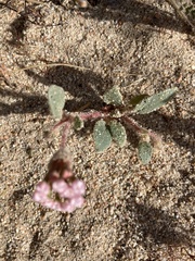Abronia pogonantha