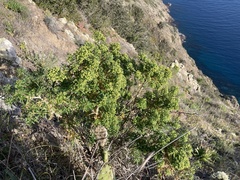 Galium catalinense acrispum