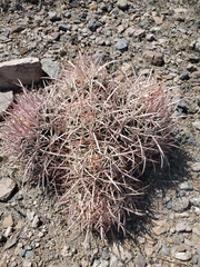 Homalocephala polycephala