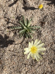 Anisocoma acaulis