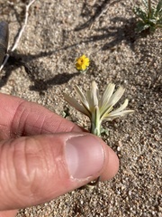Anisocoma acaulis