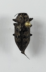 Chrysobothris exesa