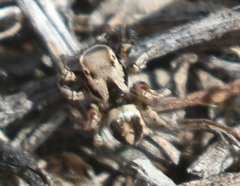 Habronattus formosus