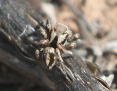 Habronattus formosus