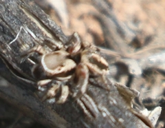 Habronattus formosus