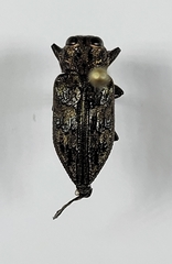 Chrysobothris exesa