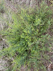 Bossiaea cinerea