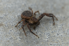 Pycnaxis