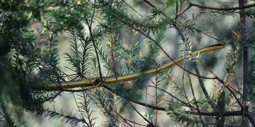 Common Tree Snake sighting