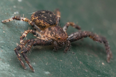 Pycnaxis