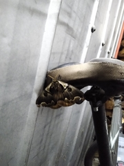 Polythysana cinerascens