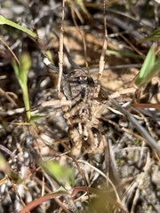 Protolophus singularis