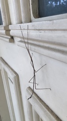 Anophelepis telesphorus