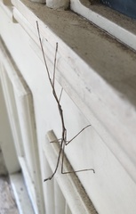 Anophelepis telesphorus