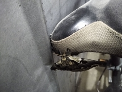 Polythysana cinerascens