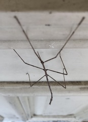 Anophelepis telesphorus