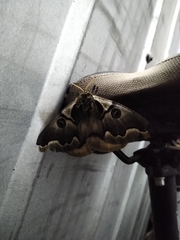 Polythysana cinerascens