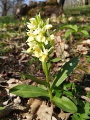Orchis pallens