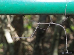 Phraortes stomphax