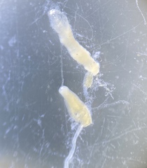 Pterostichus isabellae