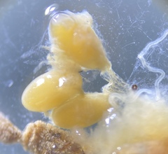 Pterostichus isabellae