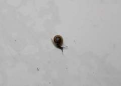 Habroconus semenlini