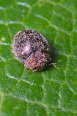 Rhyzobius lophanthae