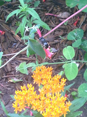 Xylocopa tabaniformis parkinsoniae