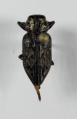 Chrysobothris exesa