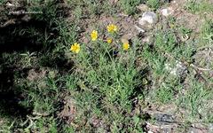 Gaillardia megapotamica