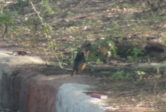 Phoenicurus ochruros