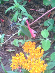 Xylocopa tabaniformis parkinsoniae