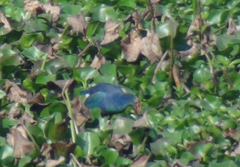 Porphyrio poliocephalus