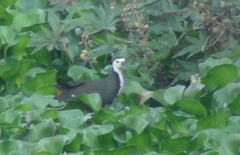 Amaurornis phoenicurus