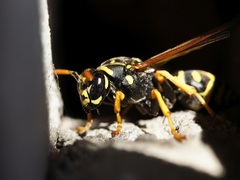 Polistes dominula