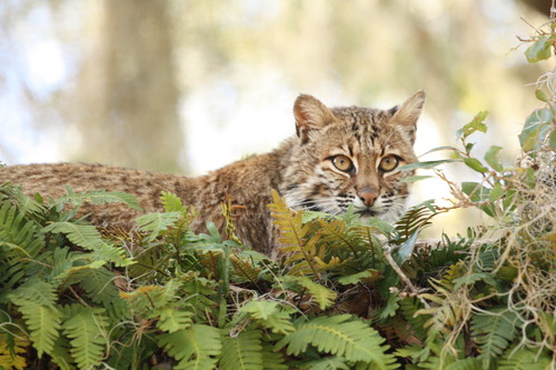 Bobcat photographed in Georgia