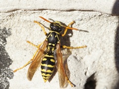 Polistes dominula