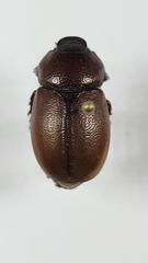 Phyllophaga rubricosa