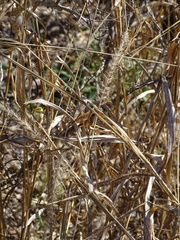 Setaria scheelei