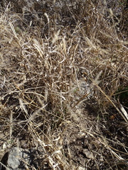 Setaria scheelei