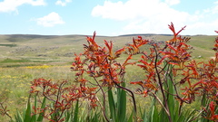 Crocosmia paniculata
