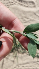 Polygonum aviculare aviculare