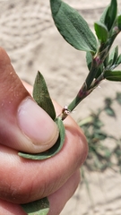 Polygonum aviculare aviculare
