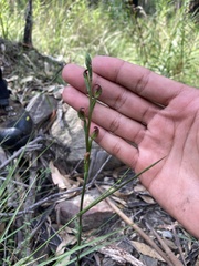 Pterostylis multiflora