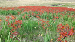 Crocosmia paniculata