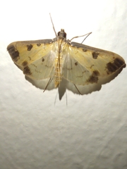Eulepte anticostalis