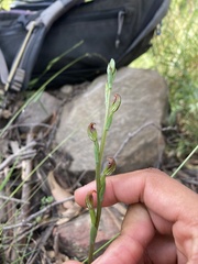 Pterostylis multiflora